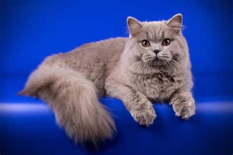 British Longhair Breed Profile Cat World
