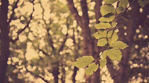 Hintergrundbilder Sonnenlicht Bäume Blätter Tiefenschärfe Natur