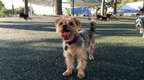 Tampa Is A Top City For Dog Parks In America Thats So Tampa