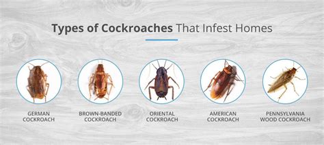 Can Wood Roaches Infest Your House Johnny Counterfit