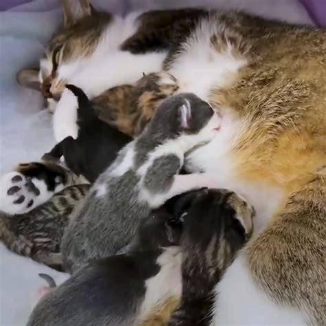 Pregnant Rescue Cat Gives Birth To Six Equally Adorable Kittens The