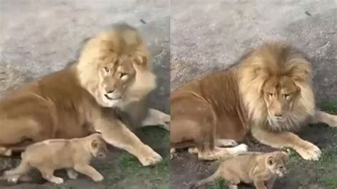 adorable lion cub sneaks up on dad manages to scare king of the jungle watch viral videos