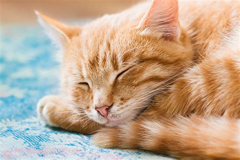Why Do Cats Sleep So Much 5 Facts About Sleeping Cats