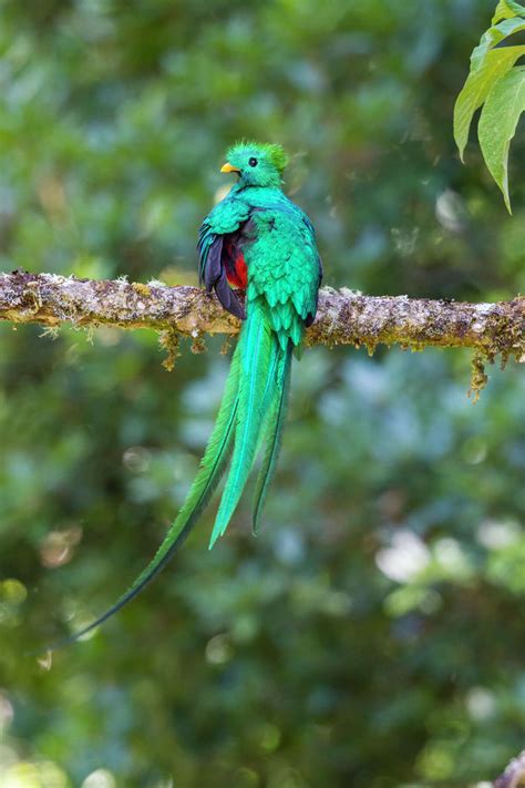 resplendent quetzal of costa rica a show stopper