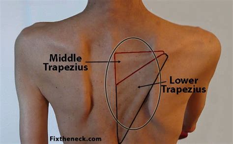 The human shoulder is made up of three bones: Pin on medicinal