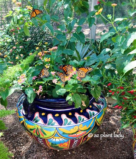Create A Hummingbird Garden In A Container Ramblings From A Desert Garden