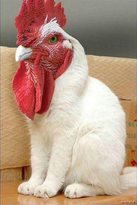 My Cat Had A Friend Chicken Things Escalated From There On Rfunny