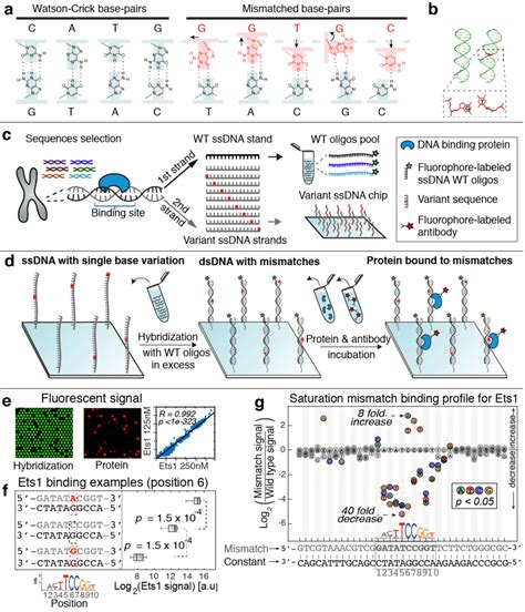 Novavax expects the data to serve as the basis for submission for authorization to various regulatory agencies worldwide. Overview of SaMBA, a high-throughput assay to measure the ...