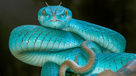 Cute Snakes Wallpapers Wallpaper Cave