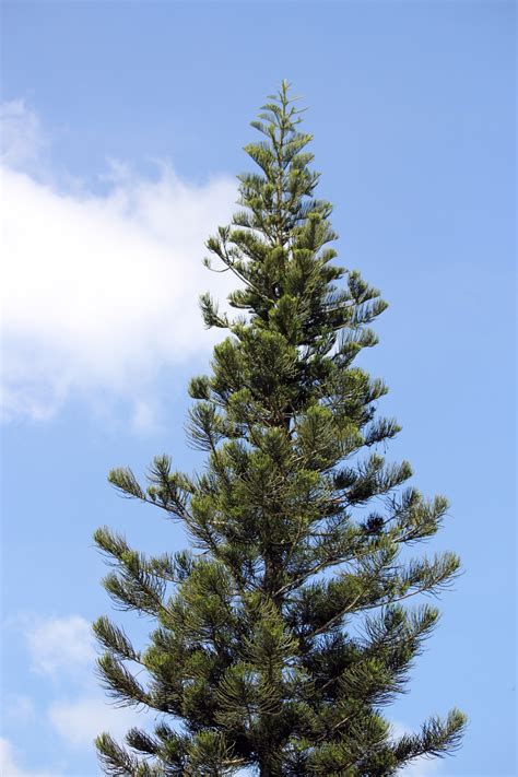 Pine Tree Free Stock Photo Public Domain Pictures