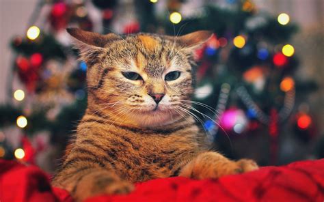Cat Christmas Tree Lights 6992540