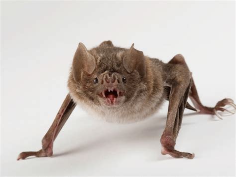Vampire Bats Feeding On Humans
