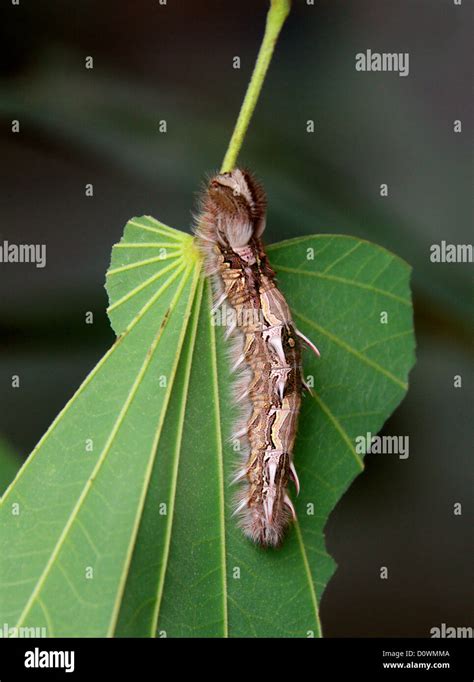 Blue Morpho Butterfly Caterpillar Morpho Peleides Nymphalidae South