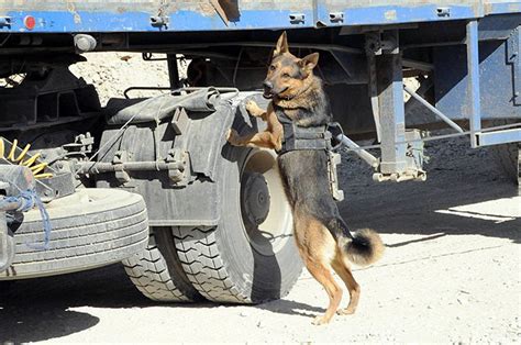 Military Working Dogs Join Task Force Currahee