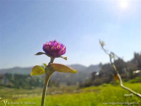 Purple Makhamali Flower Shining Ananda Maharjan Flickr