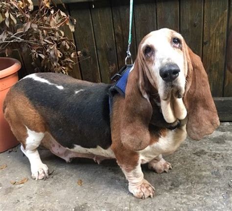 Clarissa 6 Year Old Female Bassett Hound Available For Adoption