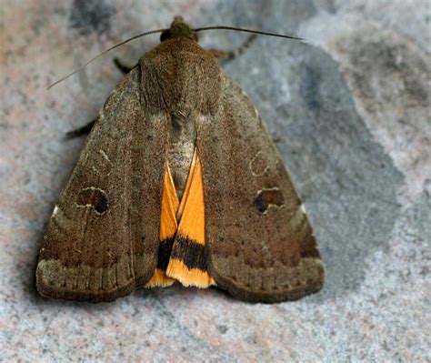 20 Espèces De Papillons De Nuit Plus Beaux Que Les Papillons