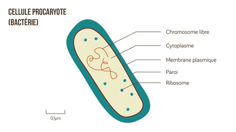 Quest Ce Quune Colonie De Bactéries Kidiscience