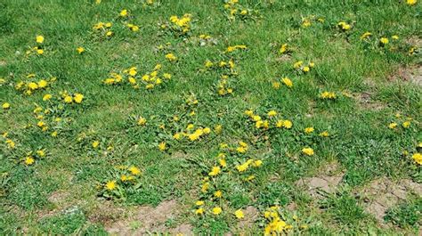 Identify this lawn weed and groundcover by its scalloped leaves, creeping stems. How to Get Rid of a Lawn Full of Weeds | Pepper's Home & Garden