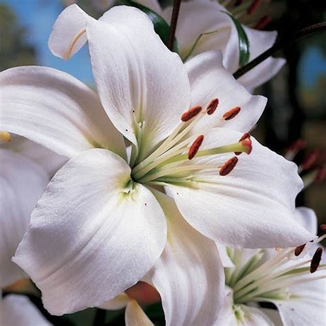 Asiatic Lily Mont Blanc K Van Bourgondien