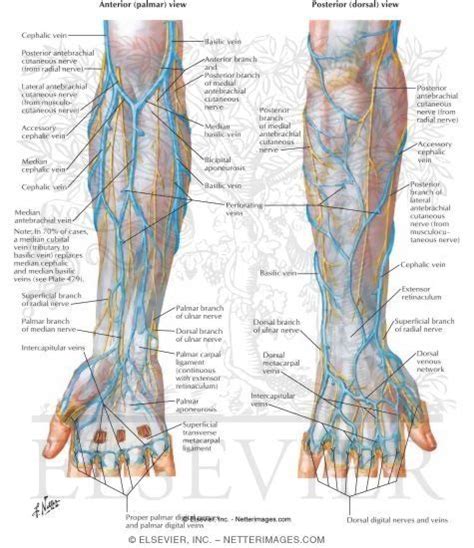 Anatomy Veins Of The Hand And Forearm Superficial Veins Medical