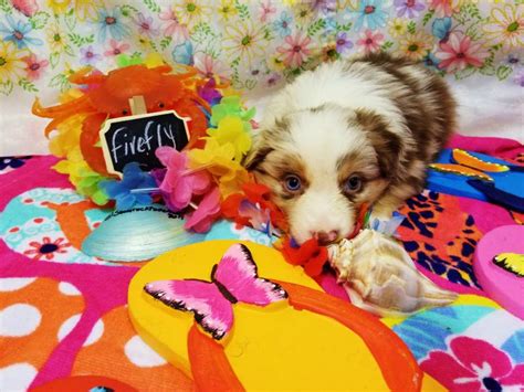 Shamrock Rose Aussies ﻿ Exciting News 2 Litters