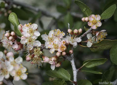 Desert Apricot Prunus Fremontii