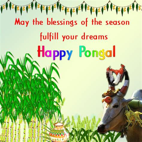 Gods Own Web Pongal Wishes In English Pongal Greeting In English