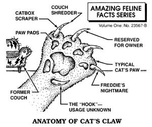 Subscapular vein is usually partially visible on the superficial anterior surface of a dissected cat, then dips into deeper layers toward the scapula. In-Sync Exotics' Cat Tales: Let's Pause for the Cat's Paw!