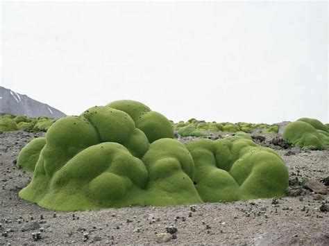 Rachel Sussmans Photos Of The Oldest Living Things Business Insider