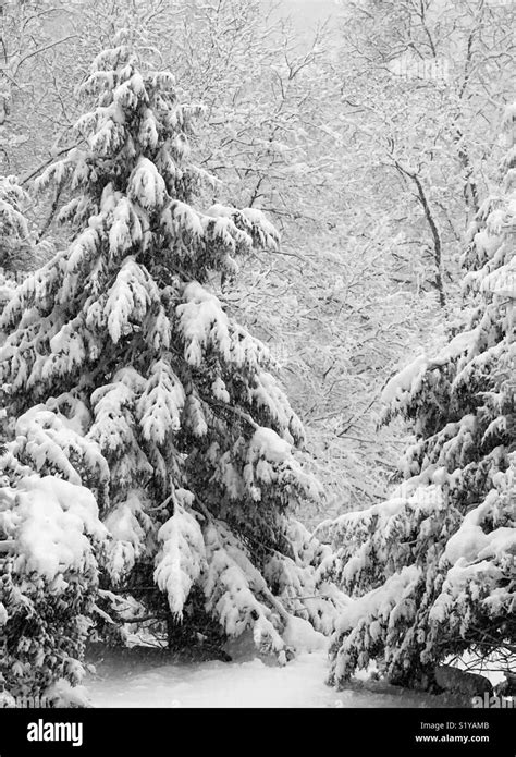 Snow Covered Pine Trees Stock Photo Alamy