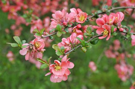15 Great Flowering Shrubs For Your Landscape