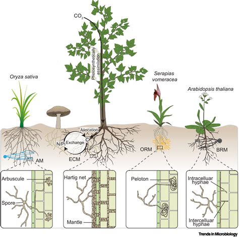 Phosphorusnitrogen Sensing And Signaling In Diverse Rootfungus Symbioses Trends In Microbiology
