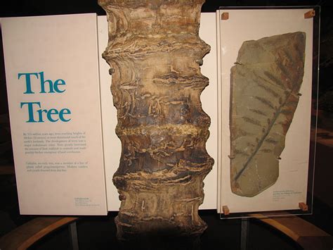 Louisville Fossils And Beyond Smithsonians The Tree Fossil