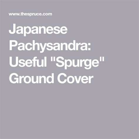 How To Grow And Care For Japanese Pachysandra Ground Cover Japanese