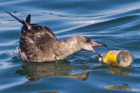 Many Sea Birds Mistake Plastic For Food And Heres Why Plants And