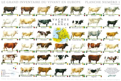 Vaches De France Pearltrees