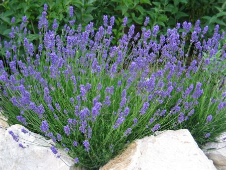 Check spelling or type a new query. Lavendel