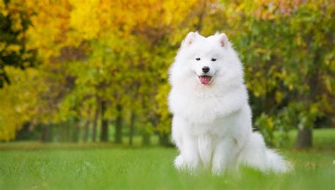 Samoyed Dog Breed Profile Top Dog Tips