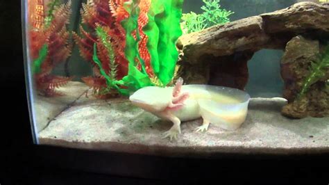 How To Set Up An Axolotl Tank Youtube