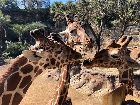 Take A Virtual Field Trip To The San Antonio Zoo Online