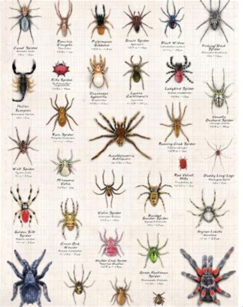 Pin By Julia Ashbridge On Cannons Spider Identification Chart