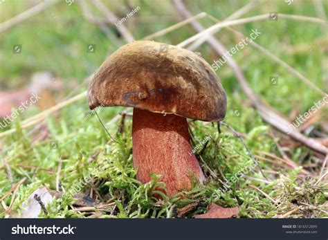 84 Red Pored Bolete Images Stock Photos And Vectors Shutterstock