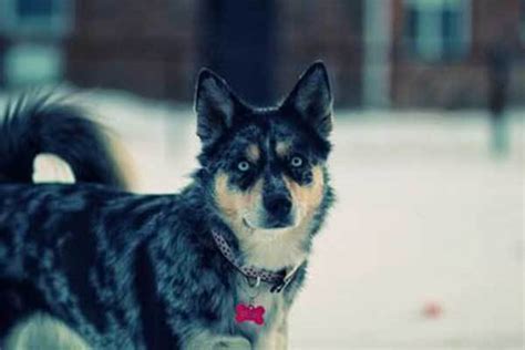 The Blue Heeler Husky Mix Ausky Is It Right For You