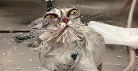 23 Funny Wet Cats You Cant Help But Laugh At