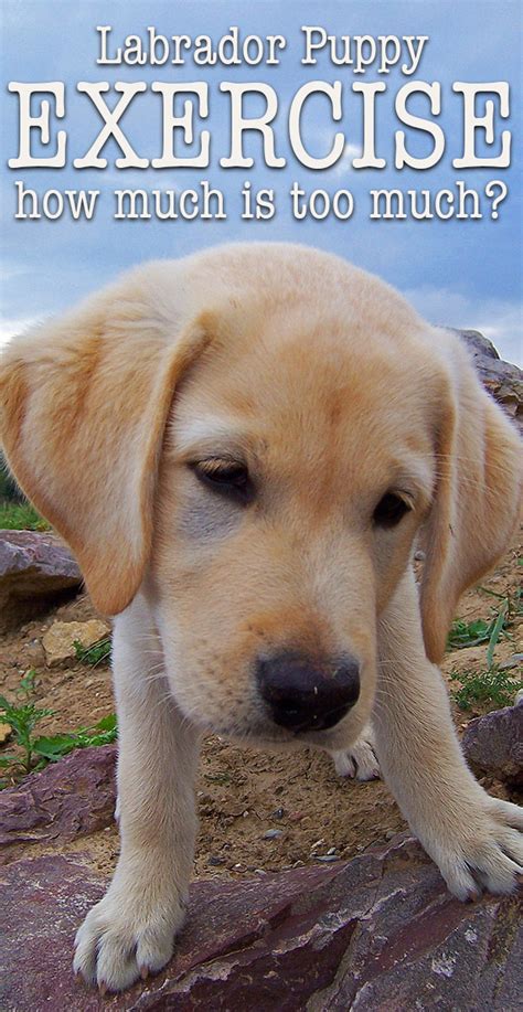 Use our unique puppy weight predictor to give you puppy weight estimates for every major how big will my puppy be? Labrador Puppy Exercise: How Much is Too Much?