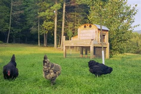 Raising Backyard Chickens For Beginners Farmers Almanac Plan Your