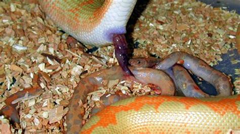How Kenyan Sand Boa Giving Birth Not Laying Eggs Youtube