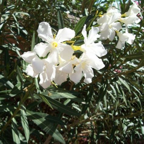 White Oleander Star Nursery Garden And Rock Centers