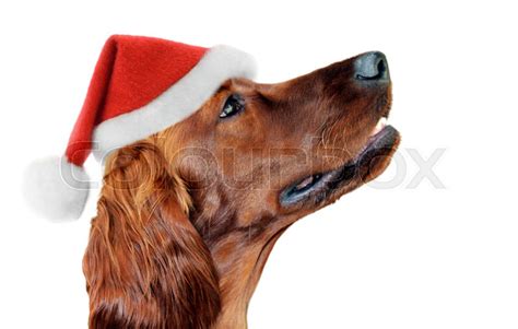 Portrait Of A Santa Hat On Dog Stock Image Colourbox